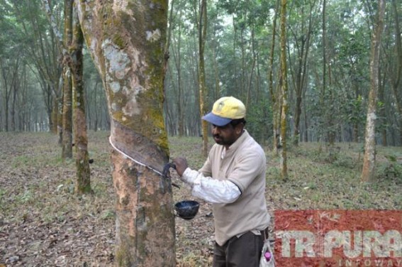 â€˜World Earth Dayâ€™ keeps no meaning for Tripura : State suffers from everyday pollution, massive rubber plantation 